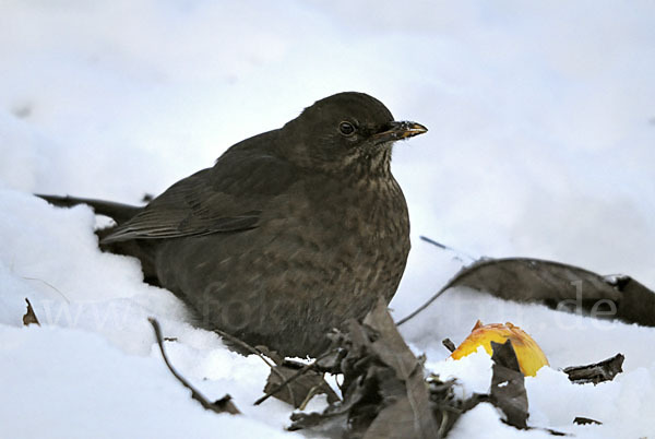 Amsel (Turdus merula)