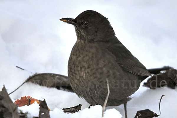 Amsel (Turdus merula)