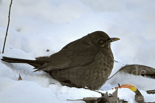 Amsel (Turdus merula)