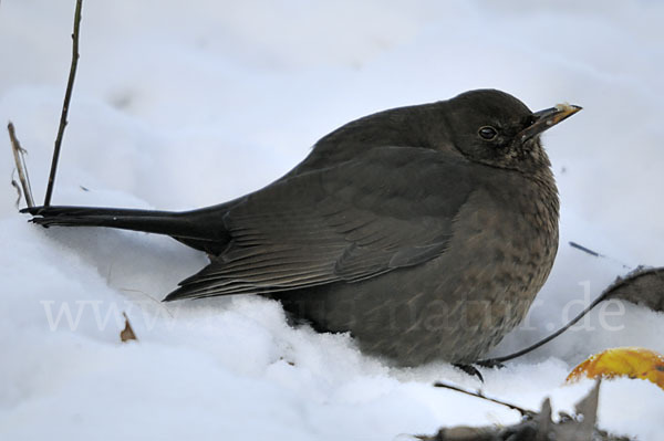 Amsel (Turdus merula)