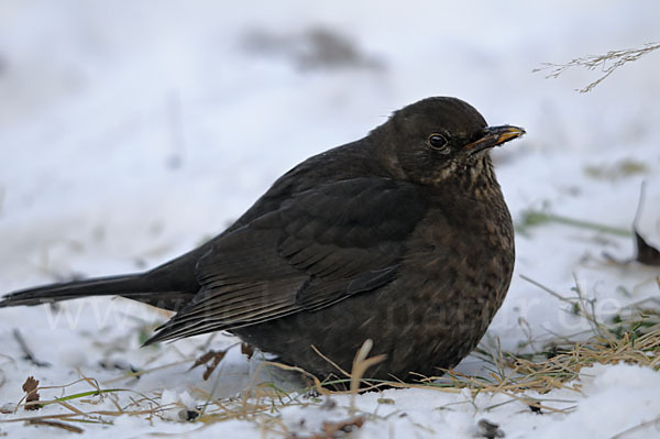 Amsel (Turdus merula)