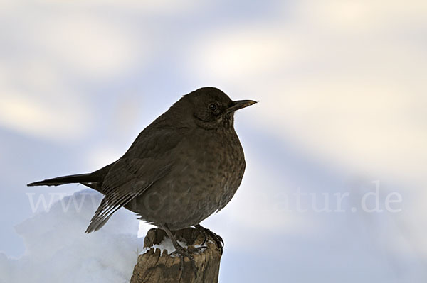 Amsel (Turdus merula)