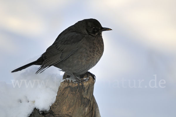 Amsel (Turdus merula)