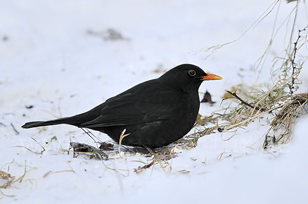 Amsel (Turdus merula)