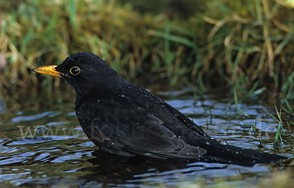 Amsel (Turdus merula)