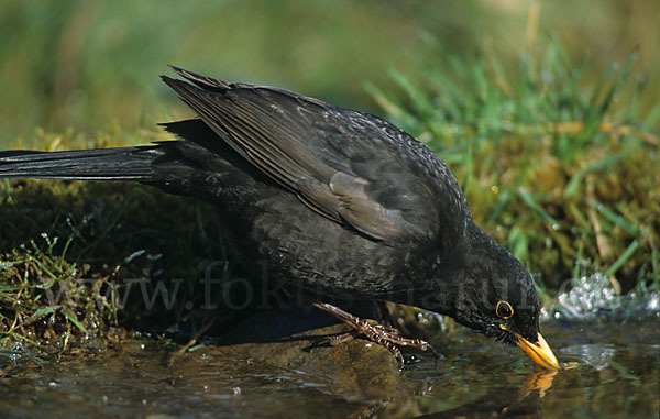 Amsel (Turdus merula)