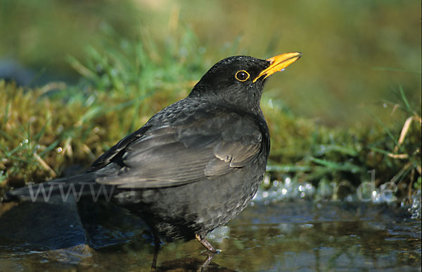 Amsel (Turdus merula)