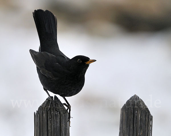 Amsel (Turdus merula)