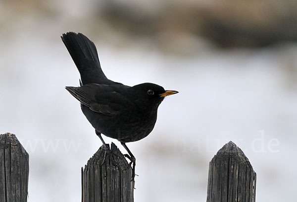 Amsel (Turdus merula)