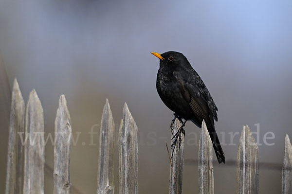 Amsel (Turdus merula)