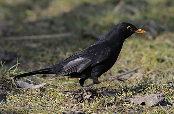 Amsel (Turdus merula)