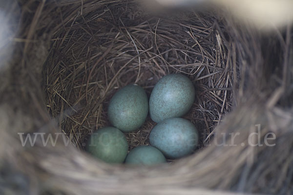 Amsel (Turdus merula)