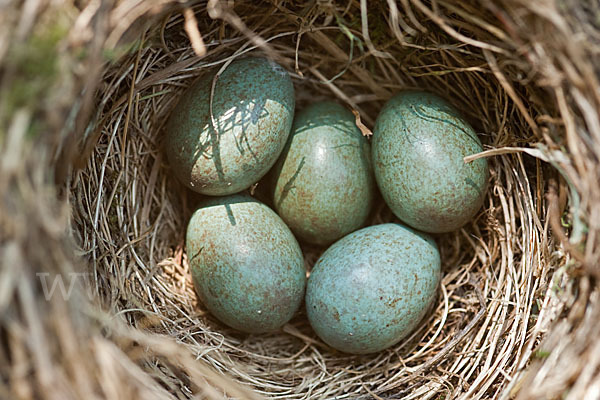 Amsel (Turdus merula)