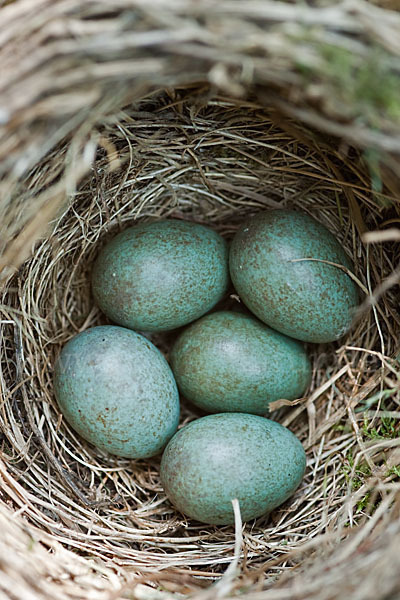 Amsel (Turdus merula)