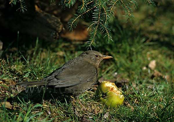 Amsel (Turdus merula)