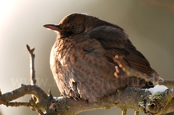 Amsel (Turdus merula)