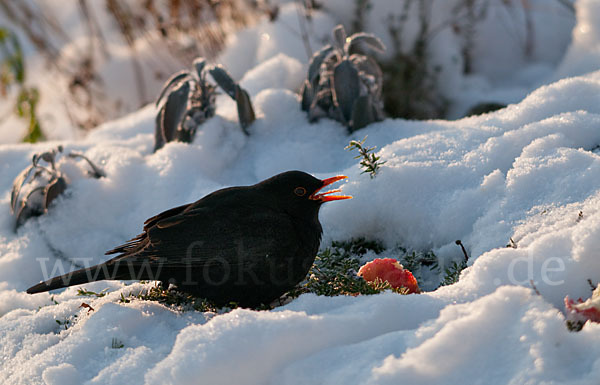 Amsel (Turdus merula)