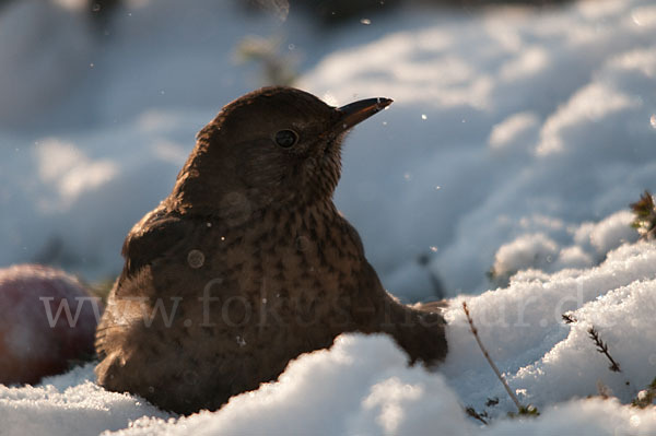 Amsel (Turdus merula)