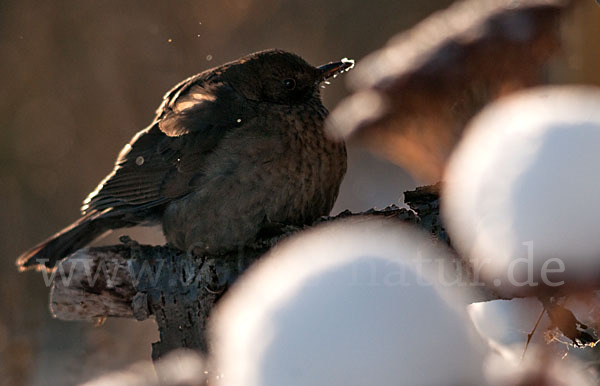 Amsel (Turdus merula)