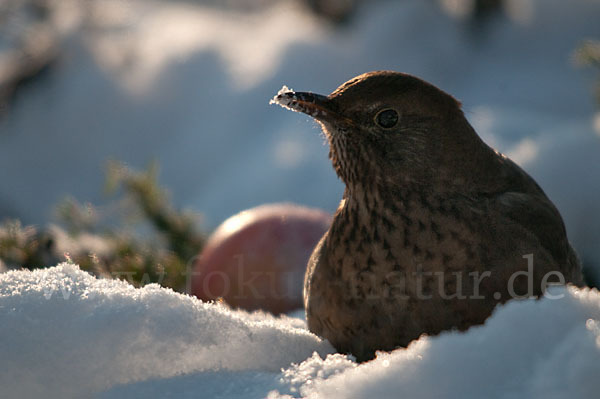 Amsel (Turdus merula)