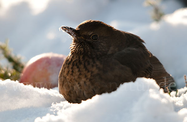 Amsel (Turdus merula)