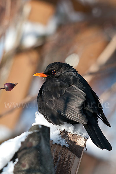 Amsel (Turdus merula)