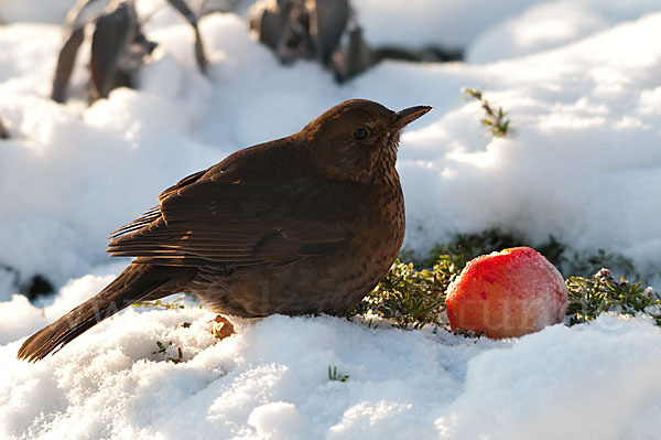 Amsel (Turdus merula)