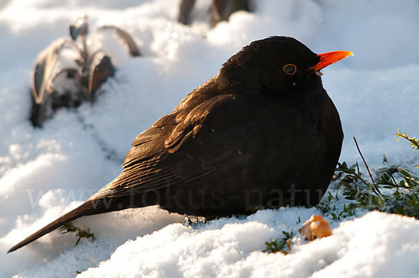 Amsel (Turdus merula)