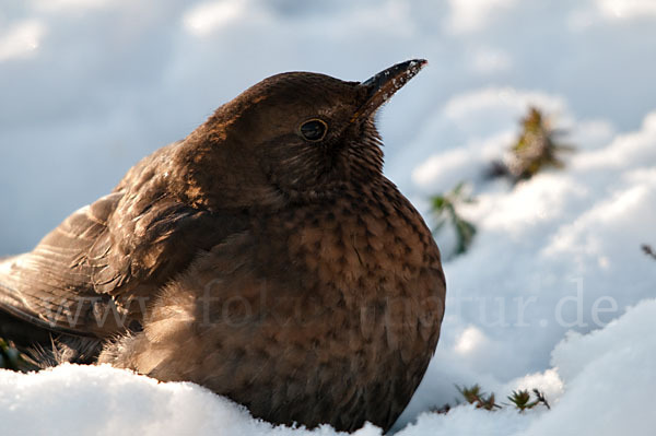 Amsel (Turdus merula)