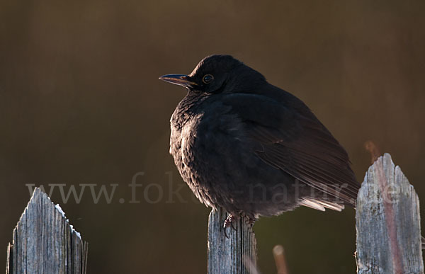 Amsel (Turdus merula)