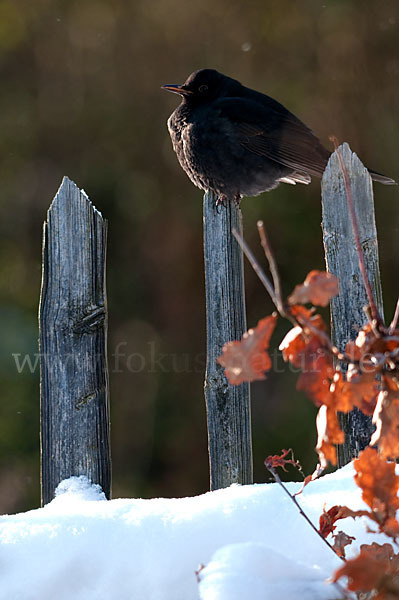 Amsel (Turdus merula)