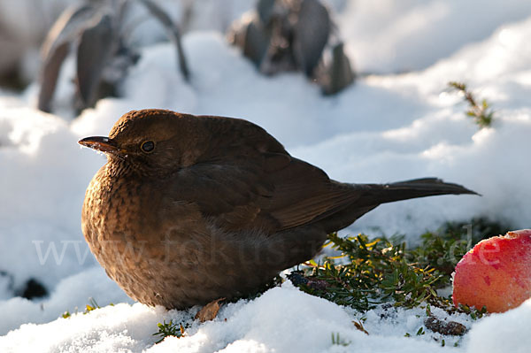 Amsel (Turdus merula)