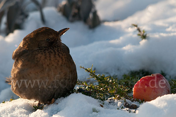 Amsel (Turdus merula)