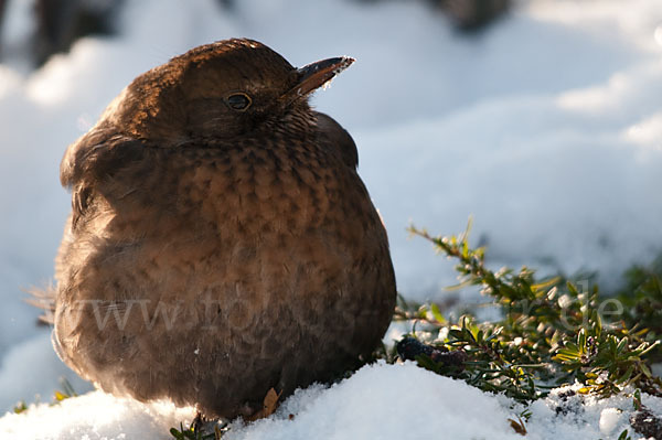 Amsel (Turdus merula)