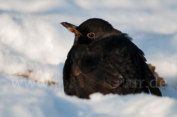 Amsel (Turdus merula)