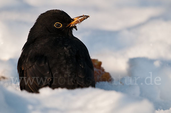 Amsel (Turdus merula)