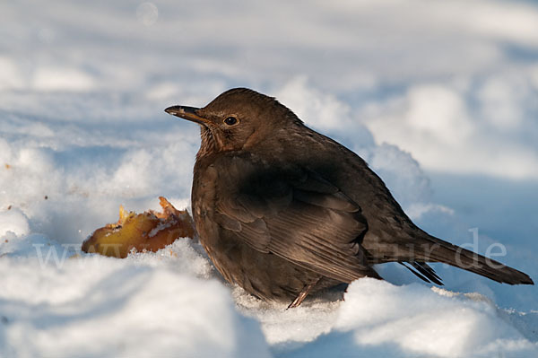 Amsel (Turdus merula)