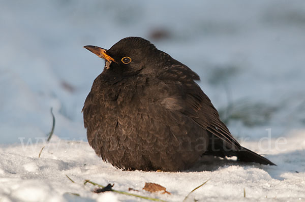 Amsel (Turdus merula)