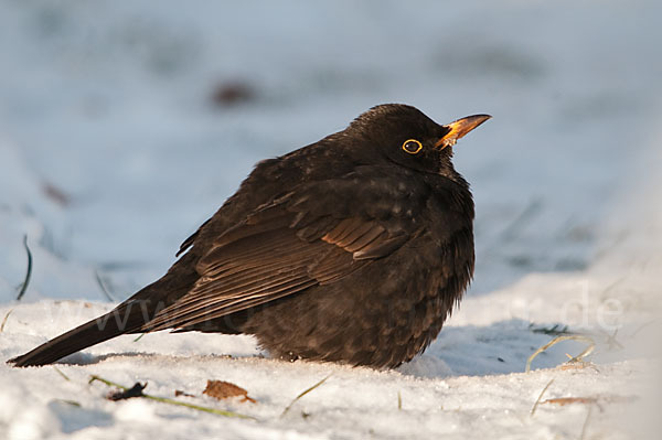 Amsel (Turdus merula)