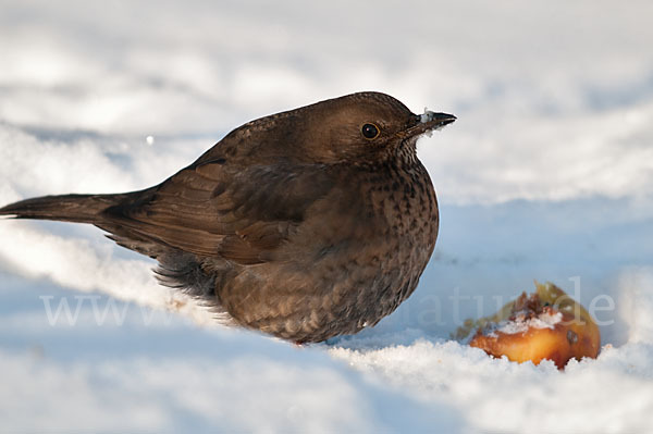 Amsel (Turdus merula)