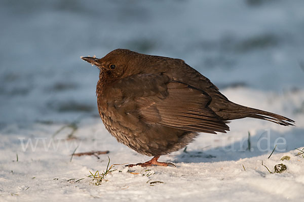 Amsel (Turdus merula)