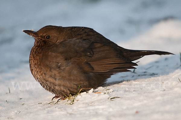 Amsel (Turdus merula)