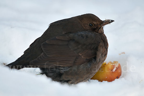 Amsel (Turdus merula)