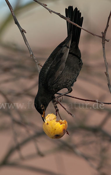 Amsel (Turdus merula)