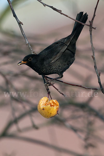 Amsel (Turdus merula)