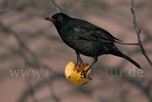 Amsel (Turdus merula)