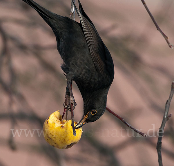 Amsel (Turdus merula)