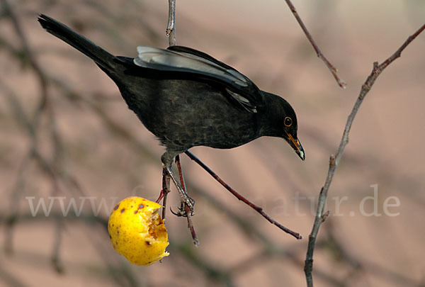 Amsel (Turdus merula)