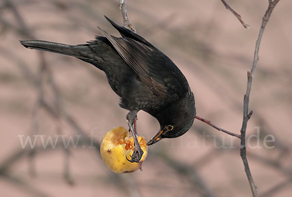 Amsel (Turdus merula)