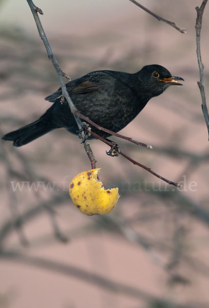 Amsel (Turdus merula)